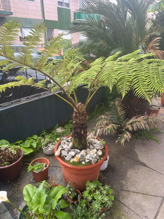 Plantas , acer japonês, feto , outras .