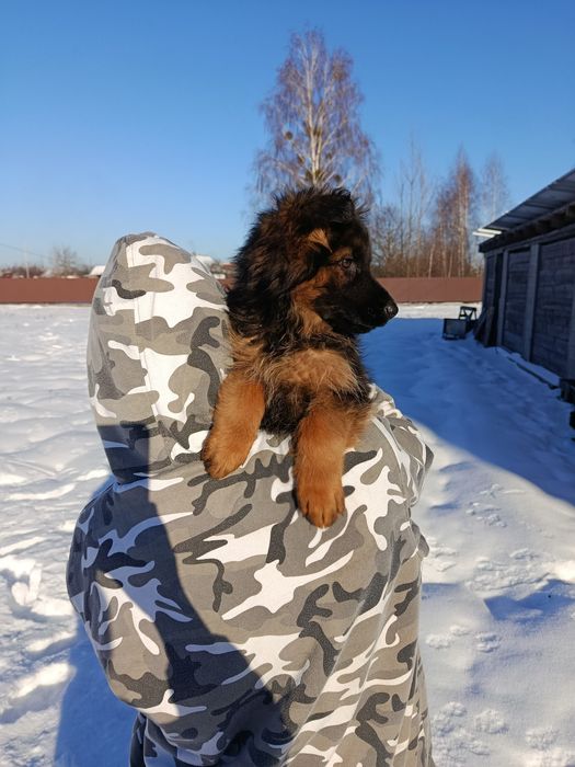 Німецька вівчарка