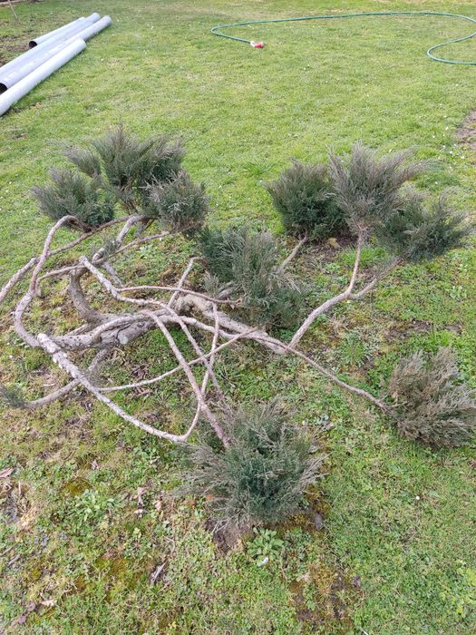 Туя смарагд, ялівець, барбарис, гібіскус, хакуро, кампсис