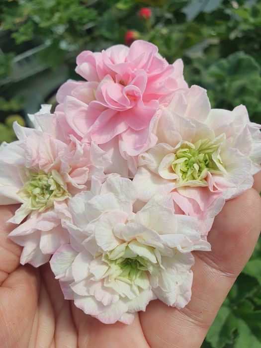 Пеларгонія/50 сортів