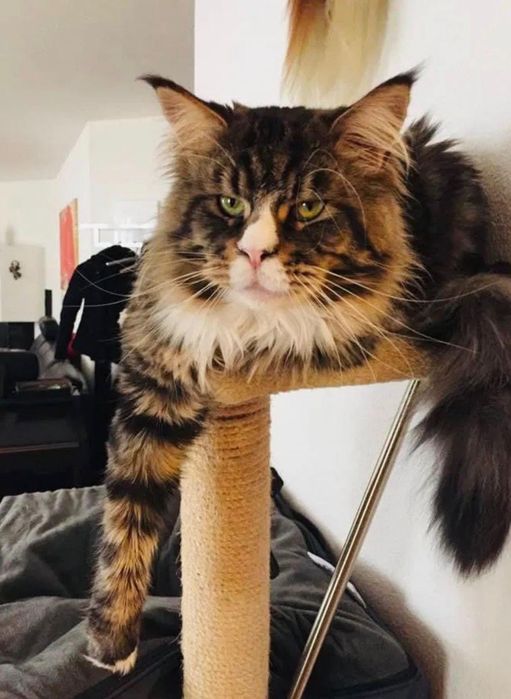 Maine coon de exelente linhagem Macho