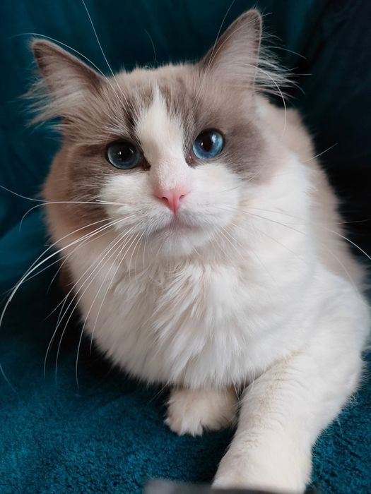 Przekochany chłopczyk Ragdoll szuka domu