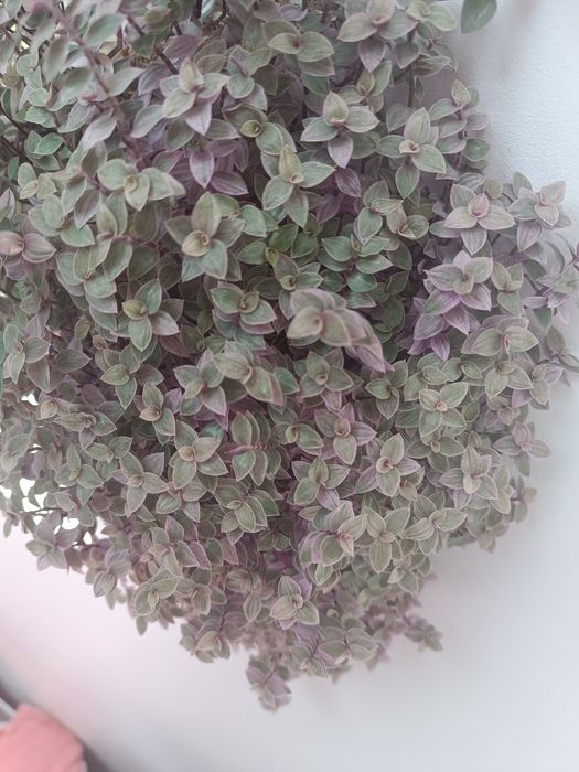 Zestaw callisia repens