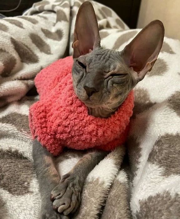 Одежда на кошек, собак,, сфинксов