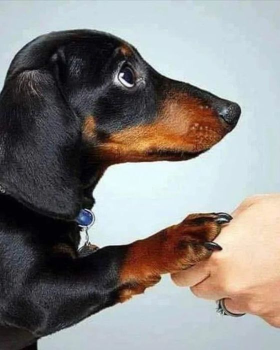 Чорнопідпалі таксята хлопчики і дівчатка