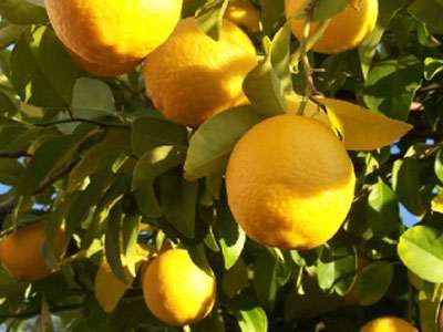Limões biológicos e naturais