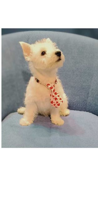 West Highland White terrier chłopiec ostatni.