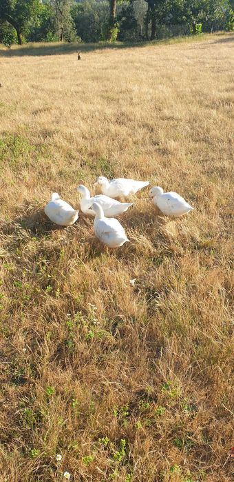 Patos caseiros prontos a comer