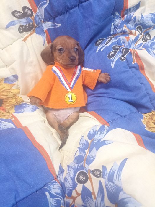 Супер міні таксочки