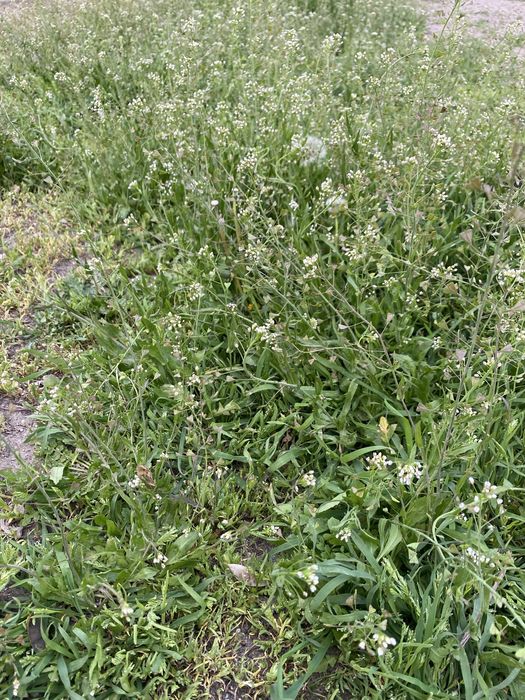 Земельна ділянка