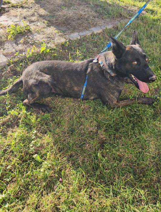 Kto pokocha cudownego Czarusia