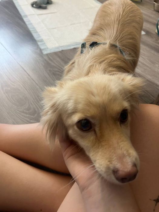 Перетримка передержка собак котів