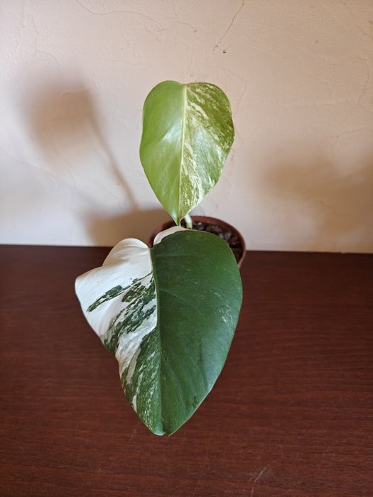 Monstera deliciosa variegata