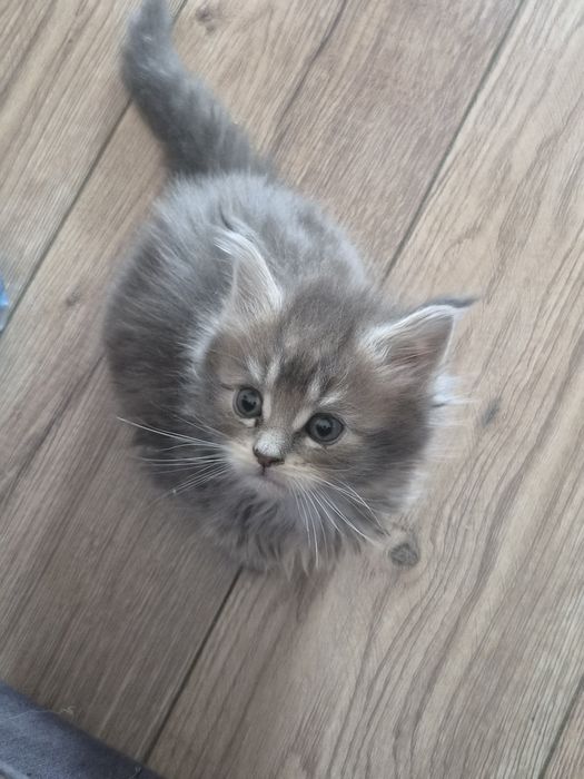 Niebieska szylkretka Maine Coon FPL
