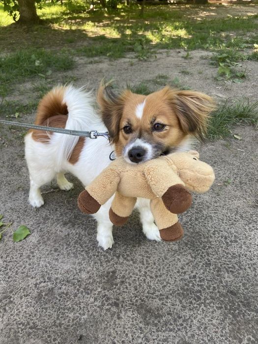 Цуценя  Джек Рассела