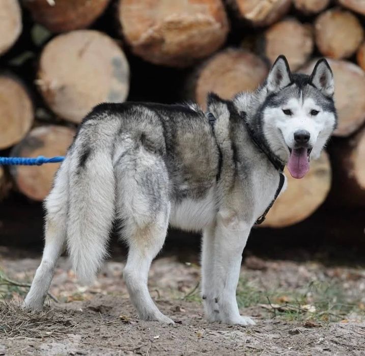 Charlie - husky malamut do adopcji!