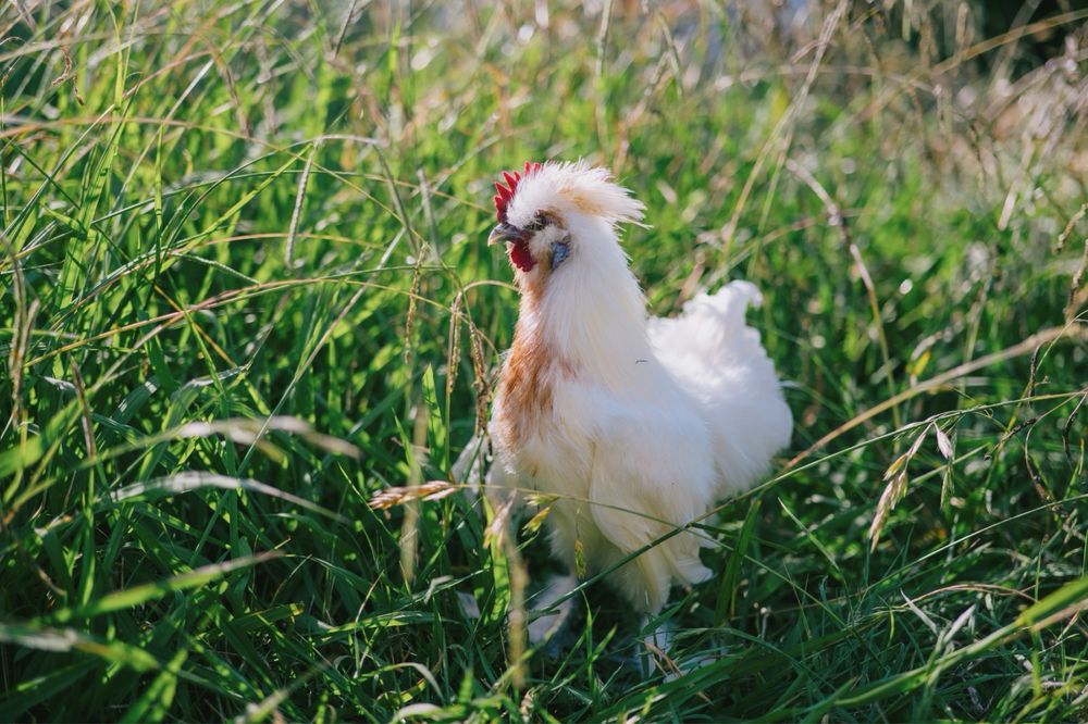 Venda ou troca cruzamento com sedosa do Japão