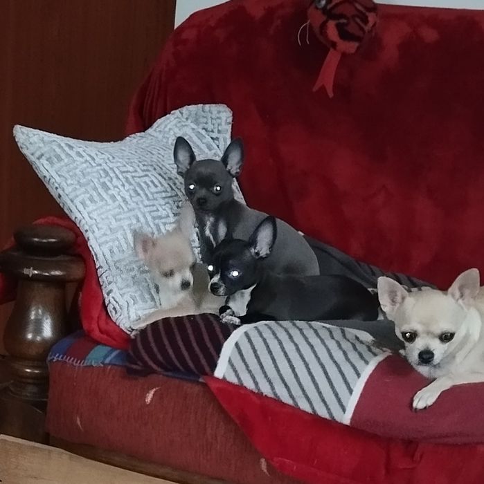 Cudna  Chihuahua. Niebieska