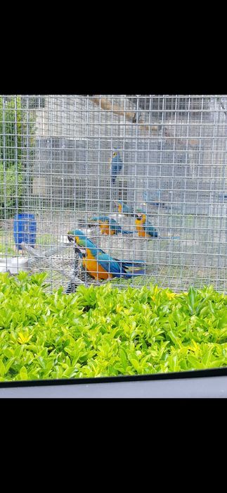 Araras azuais e amarelas