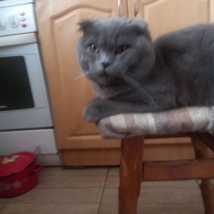 Котик для в'язки