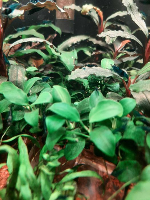 Roślinki akwariowe