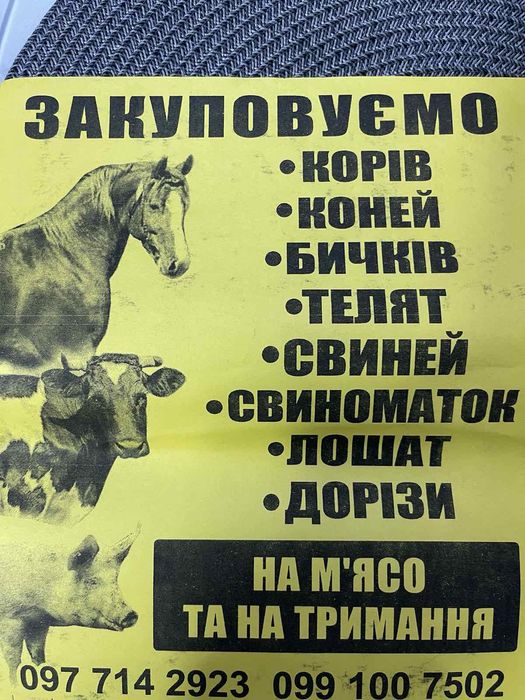 Корова корова корову