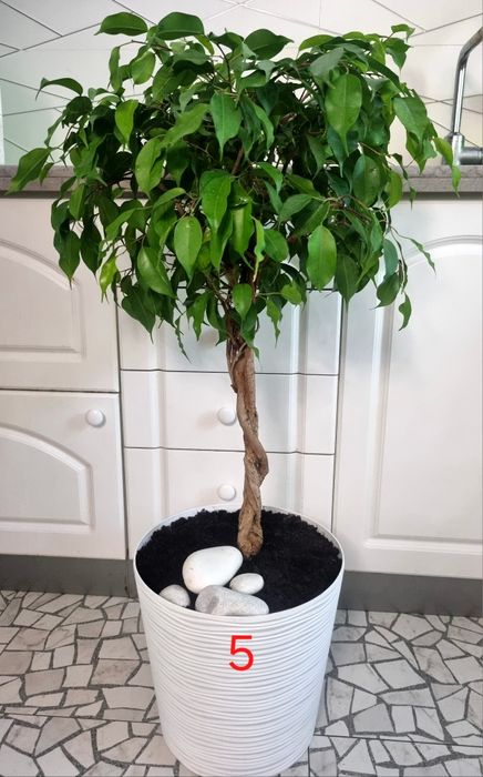 Дизайнерський фікус бонсай