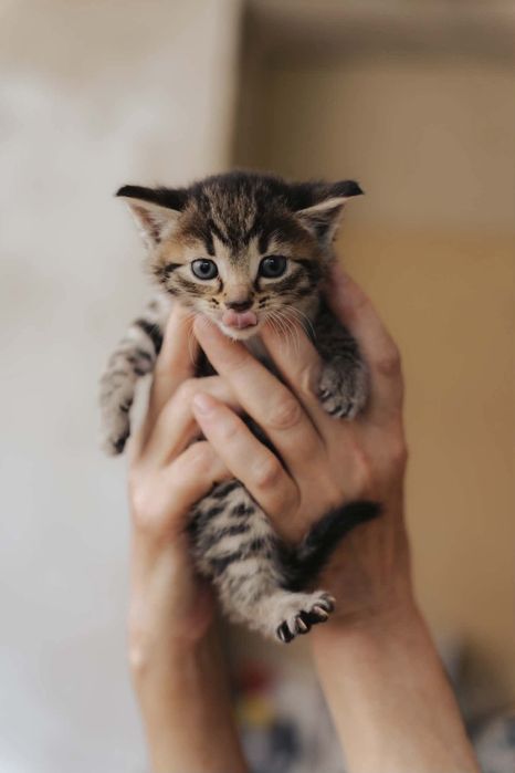 Kociątka do adopcji