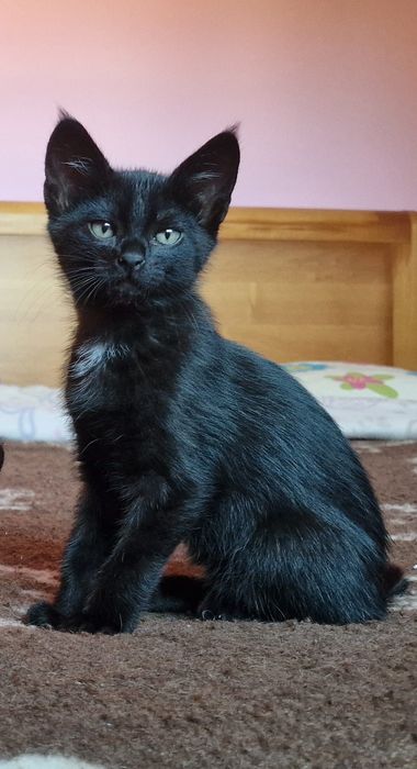 gatinhos bebés para adoção