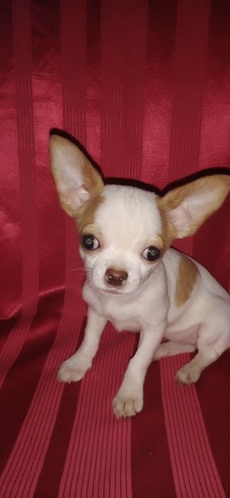 Дівчинка чихуахуа