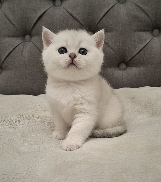 Серебристая шиншилла