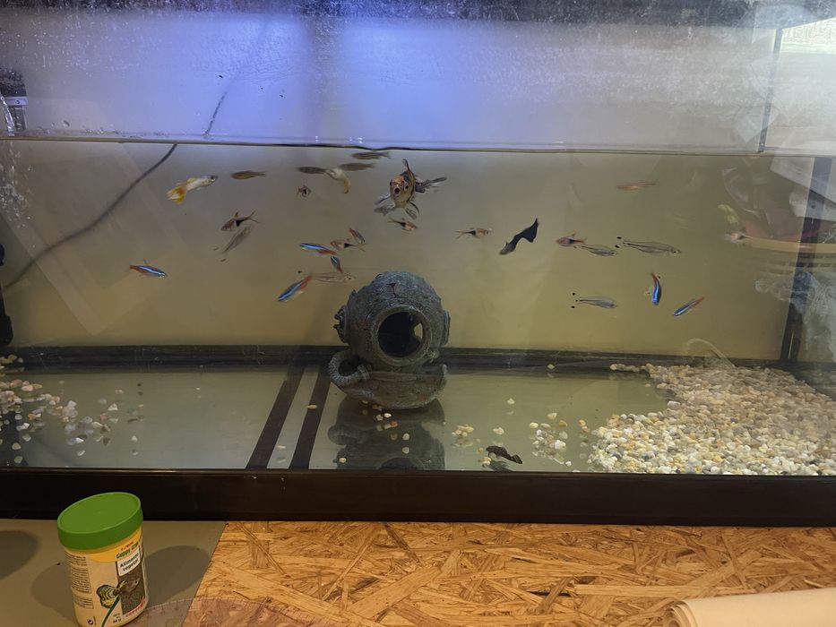 Vendo aquário de 200 l com 27 peixes