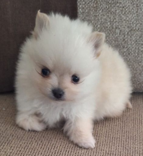 Spirz Lulu Anão Alemão Branco Lulu  da  pomerânia  Alemão  Anão