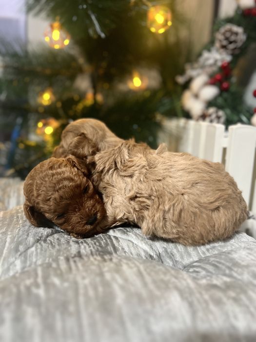 Хлопці Тойчики Та мальтіпушки