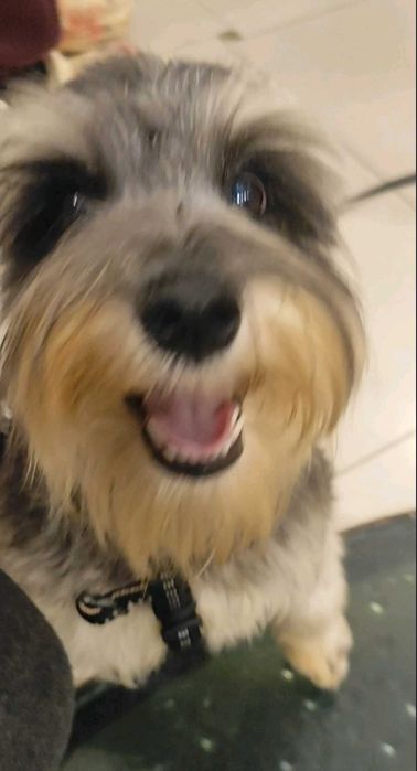 Щенки Цвергшнауцер , самая маленькая служебная собака