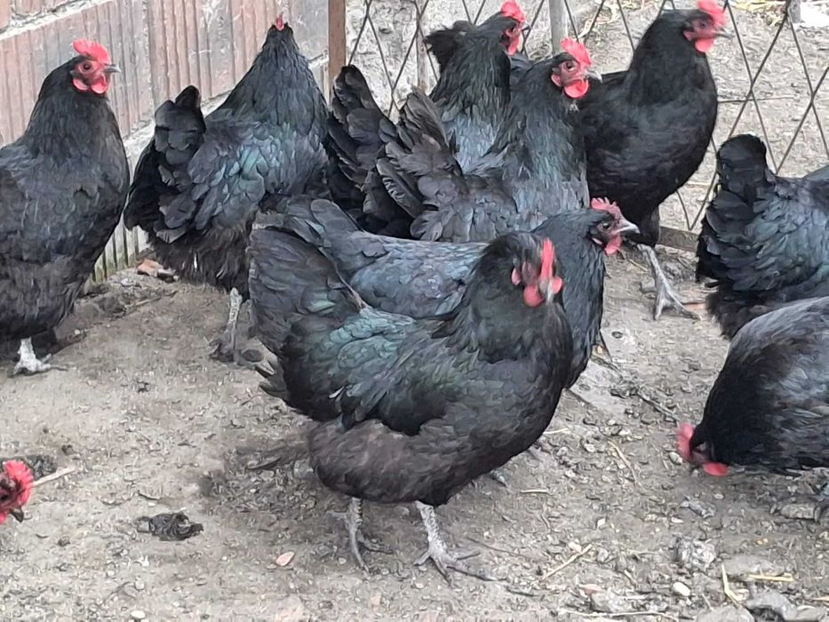 Jaja lęgowe kur australorp czarny