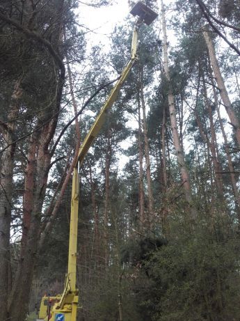 Wycinka drzew. Podnośnik koszowy. Firma Max - Lift