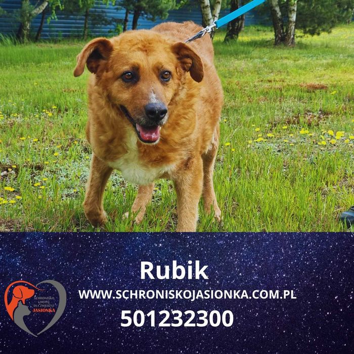 RUBIK do adopcji – Schronisko Jasionka