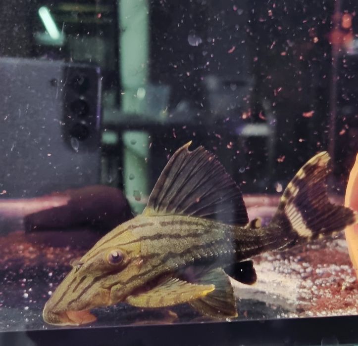 Zbrojnik L191 (panaqua) F0