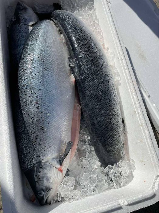 Лосось філе охолоджене; стейк тушка