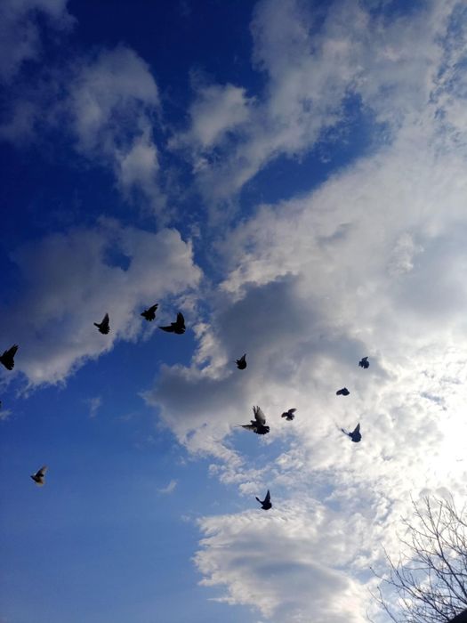 Sprzedam gołebie mikolajewskie  siwe I grochowe