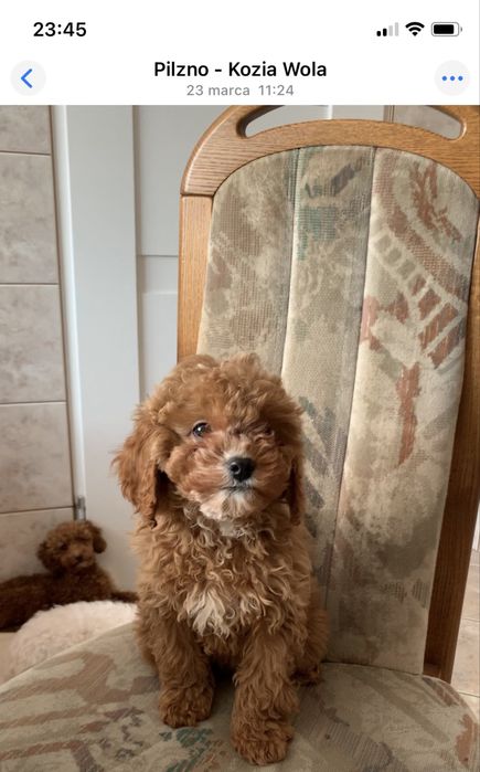 Cavapoo f1b cudna ruda sunia