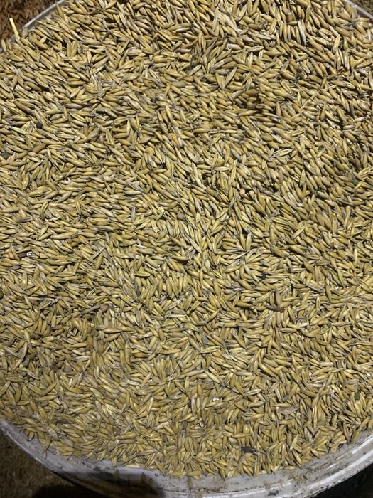 Owies,  EKOLOGICZNY  2025 pasza dowóz