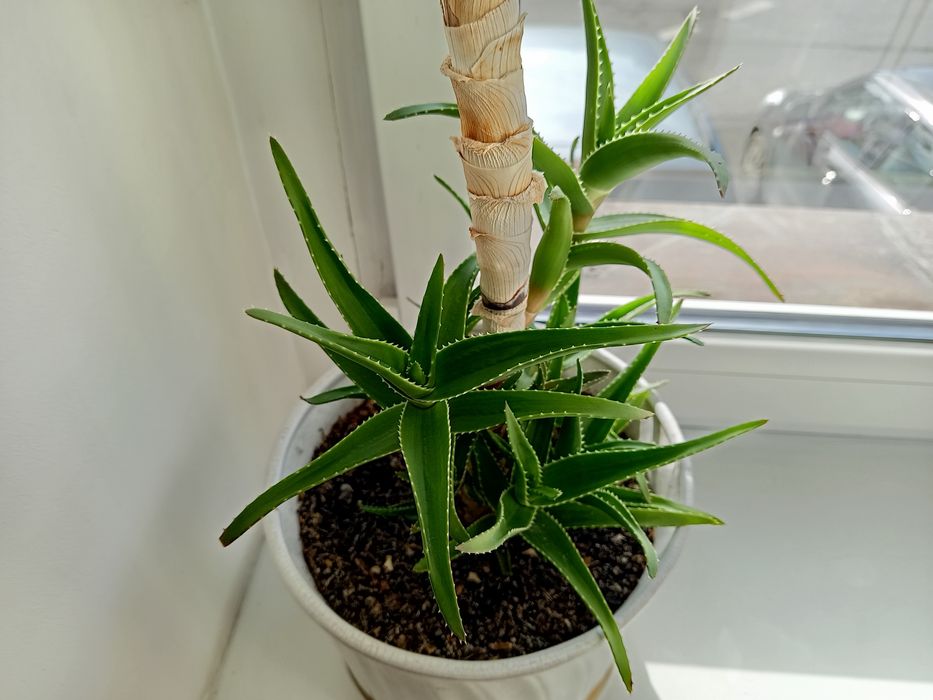 Aloes, piękny, prozdrowotny.