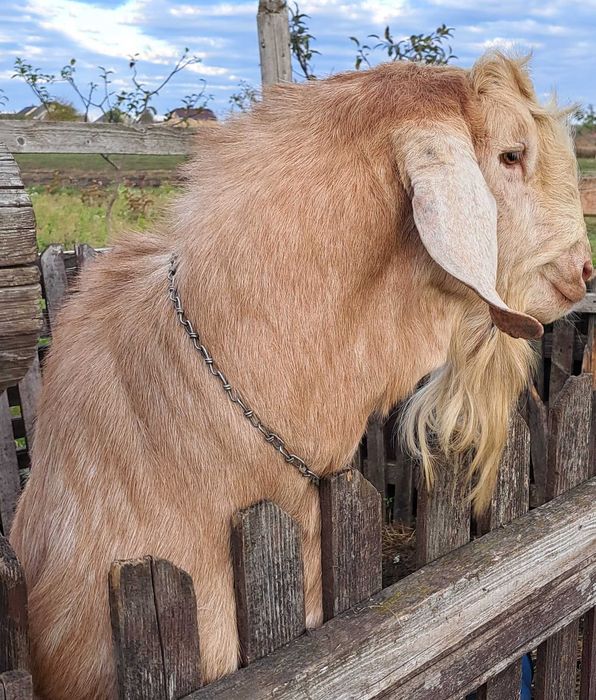 Продається 100% англо - нубійський цап, кози АН.