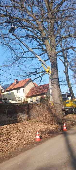 Wycinka drzew, pielęgnacja zieleni , rębak utylizacja gałęzi