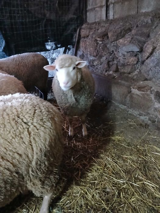 Vendo ovelha ille france