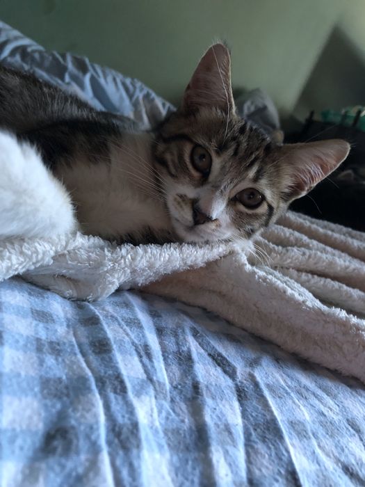 Котенок в добрые руки полупородистый