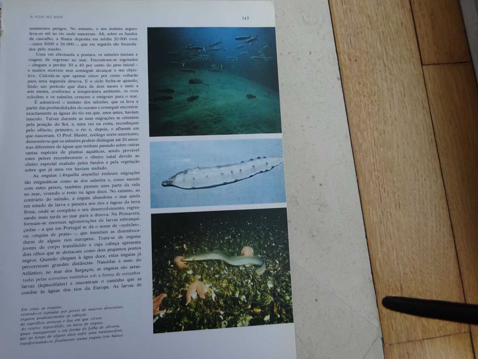 O Grande Livro dos Oceanos