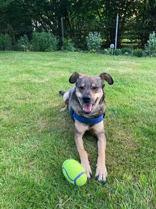 Piękny i mądry Bruno potrzebuje nowego domu Przebywa w Tychach (śląsk)